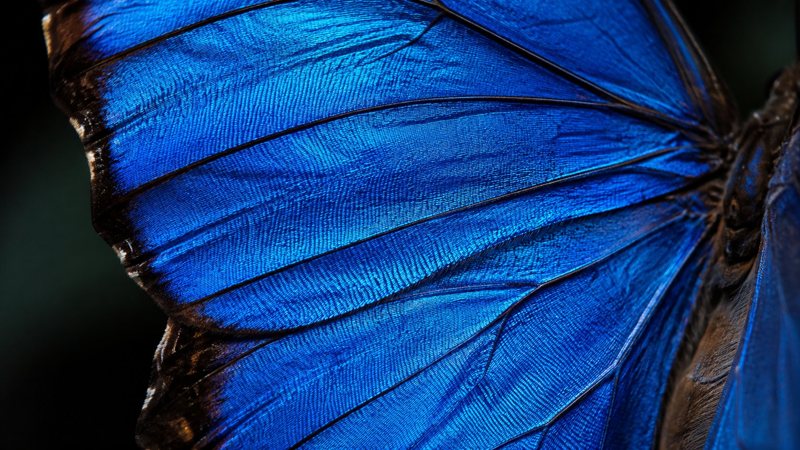 Blue morpho wing scales