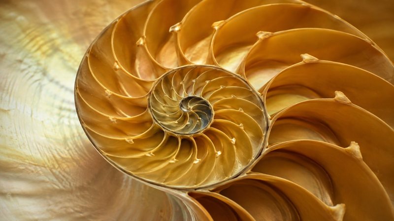 Nautilus shell